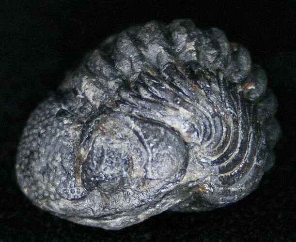 Bargain Enrolled Barrandeops (Phacops) Trilobite #11298